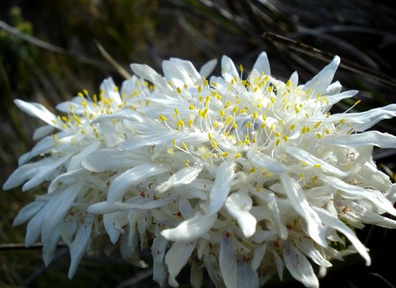 Lachnaea filamentosa many stamens, yellow anthers